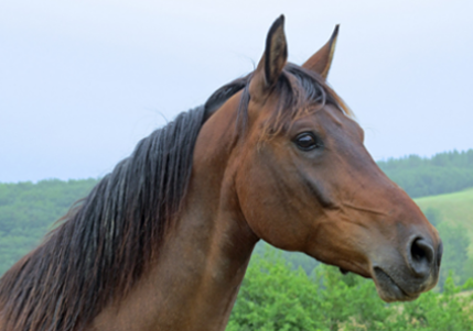 Horses PCR diagnostics